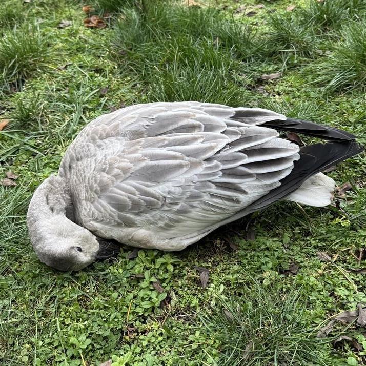 What do you do when a goose dies in your backyard, amid concerns about avian flu?